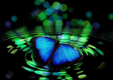 butterfly-with-ripples